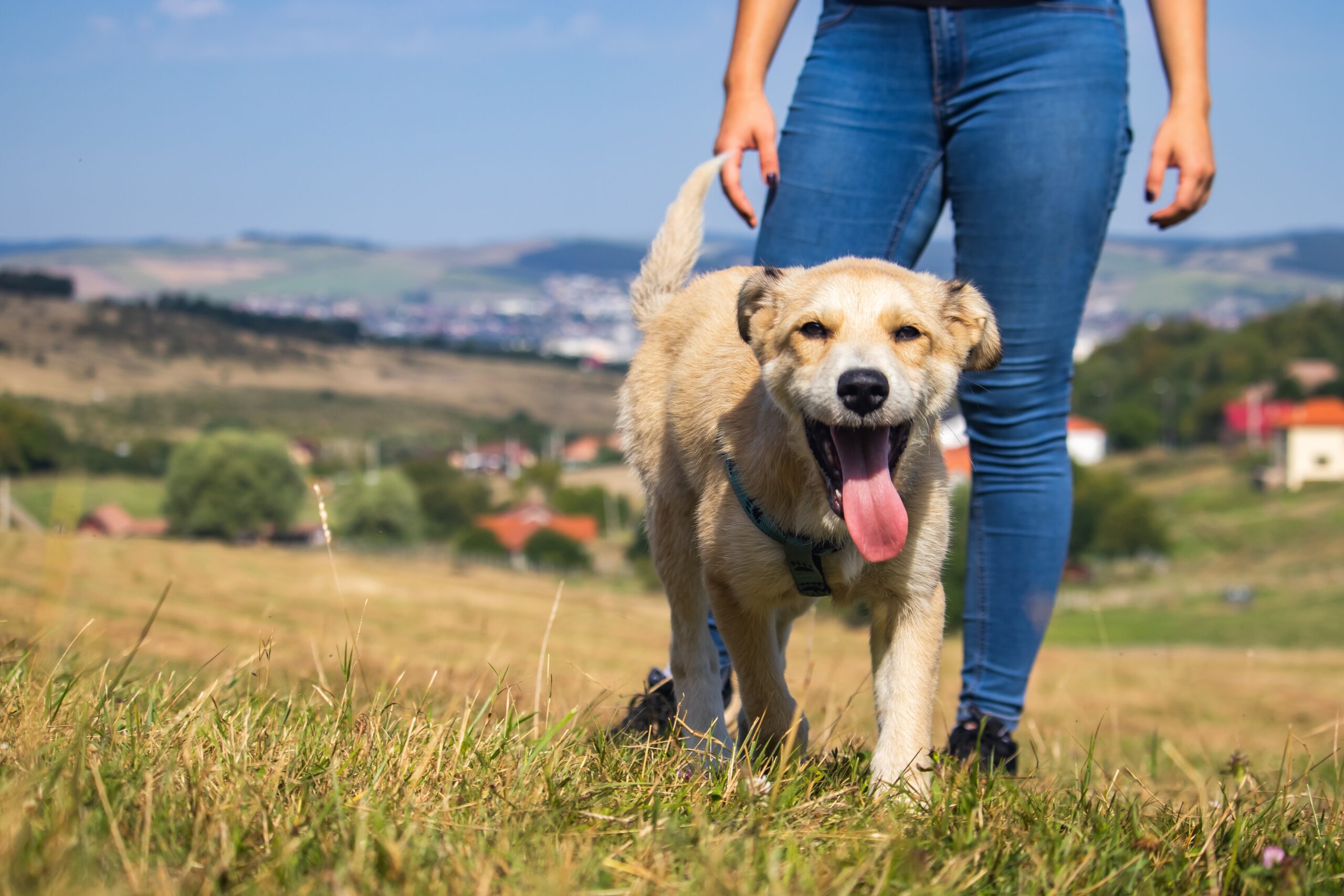 molnarszabolcserdely-dog-8199216